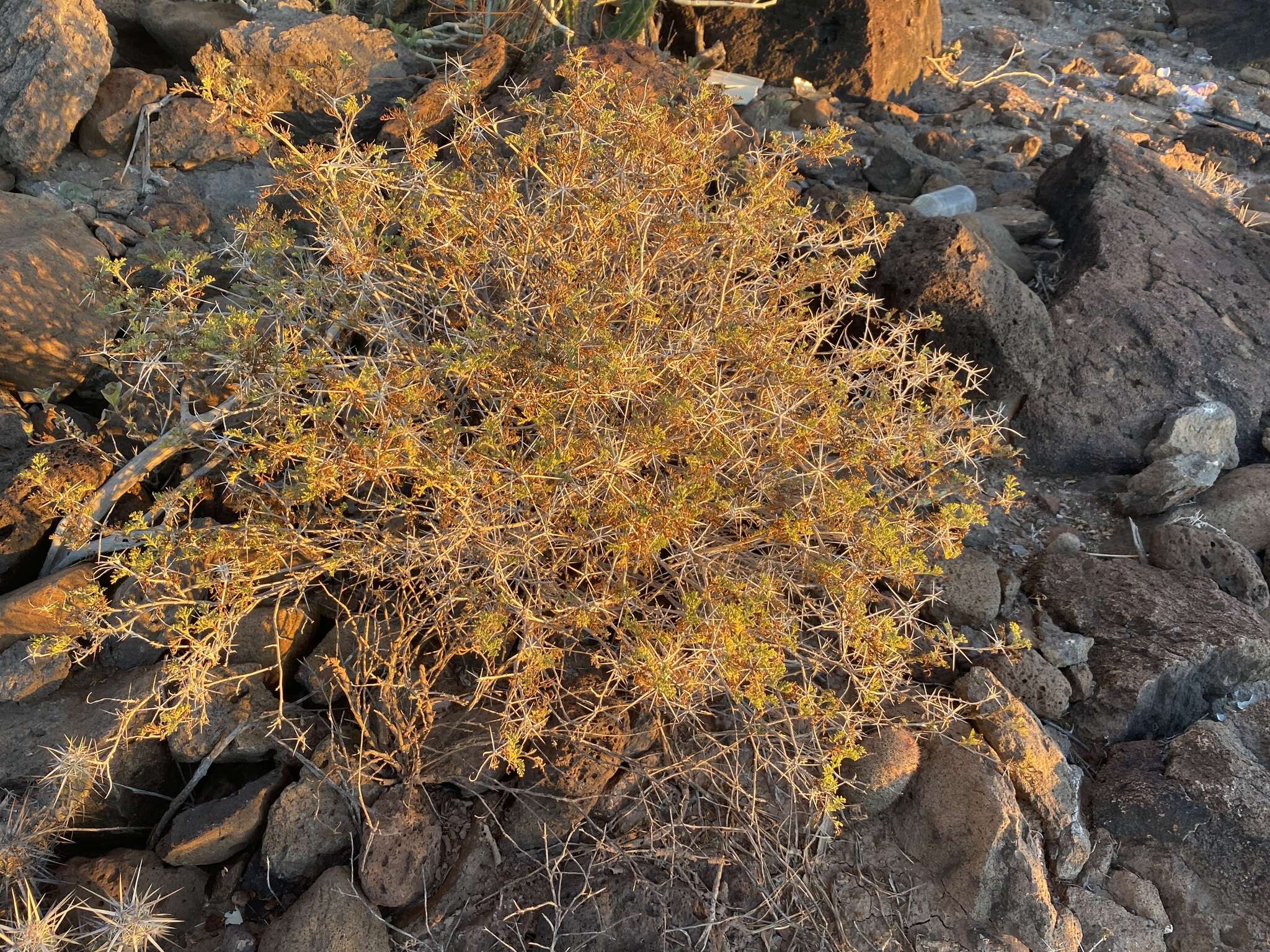 Image of Ambrosia bryantii (Curran) Payne