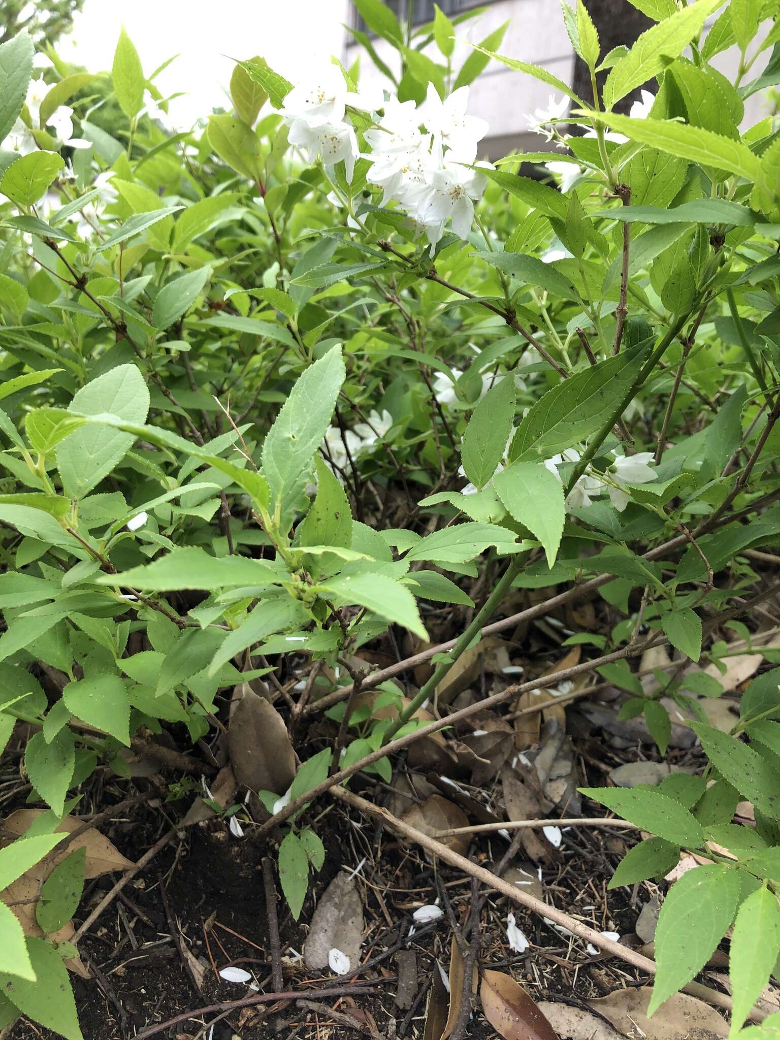 Image of slender pride of Rochester