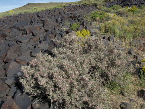 Image of desert snowberry