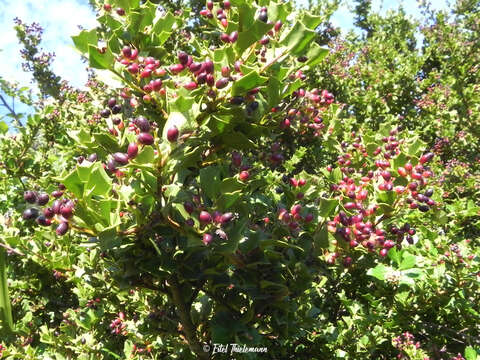 Griselinia jodinifolia (Griseb.) Taub.的圖片