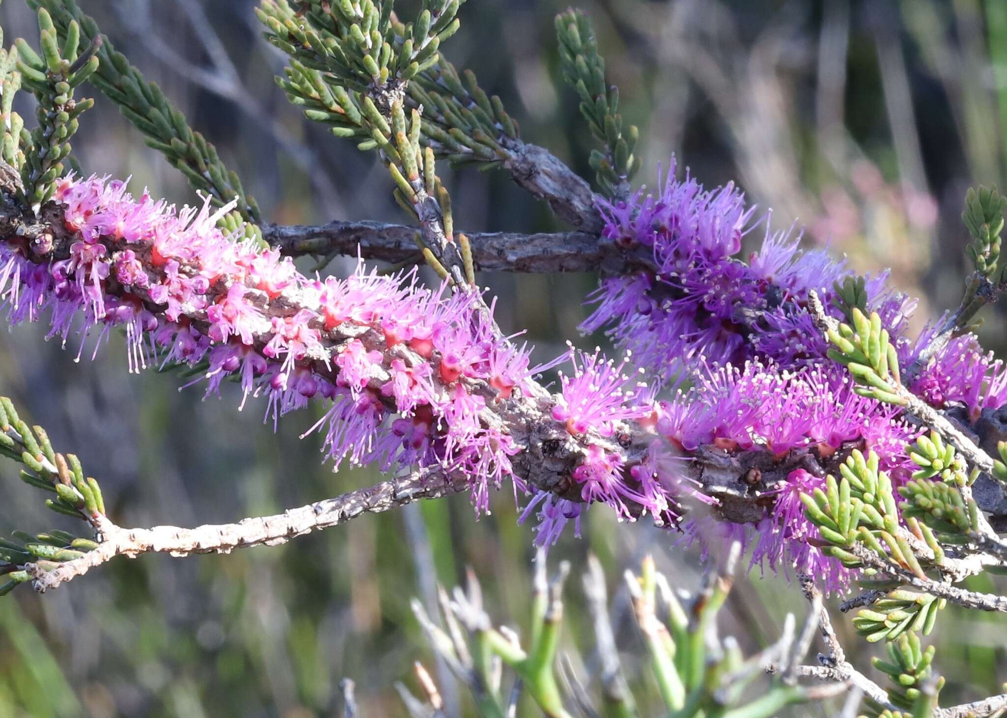 Image of Melaleuca suberosa (Schau.) C. A. Gardner