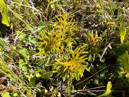 Imagem de Austrolycopodium fastigiatum (R. Br.) Holub