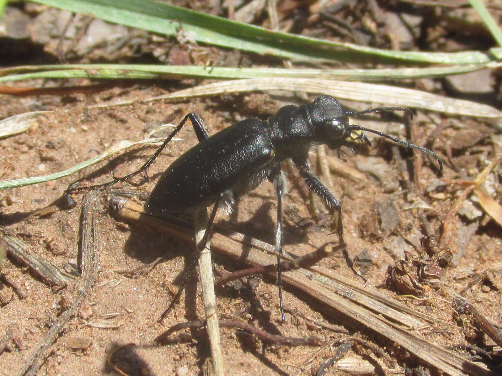 Image of Black-bellied tiger beetle