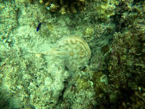 Image of Cortez Round Stingray