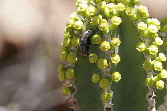 Image of Euphorbia avasmontana Dinter