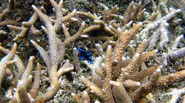 Image of Blue-streak damsel