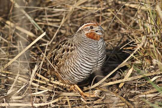 Image of Jungle Bush Quail