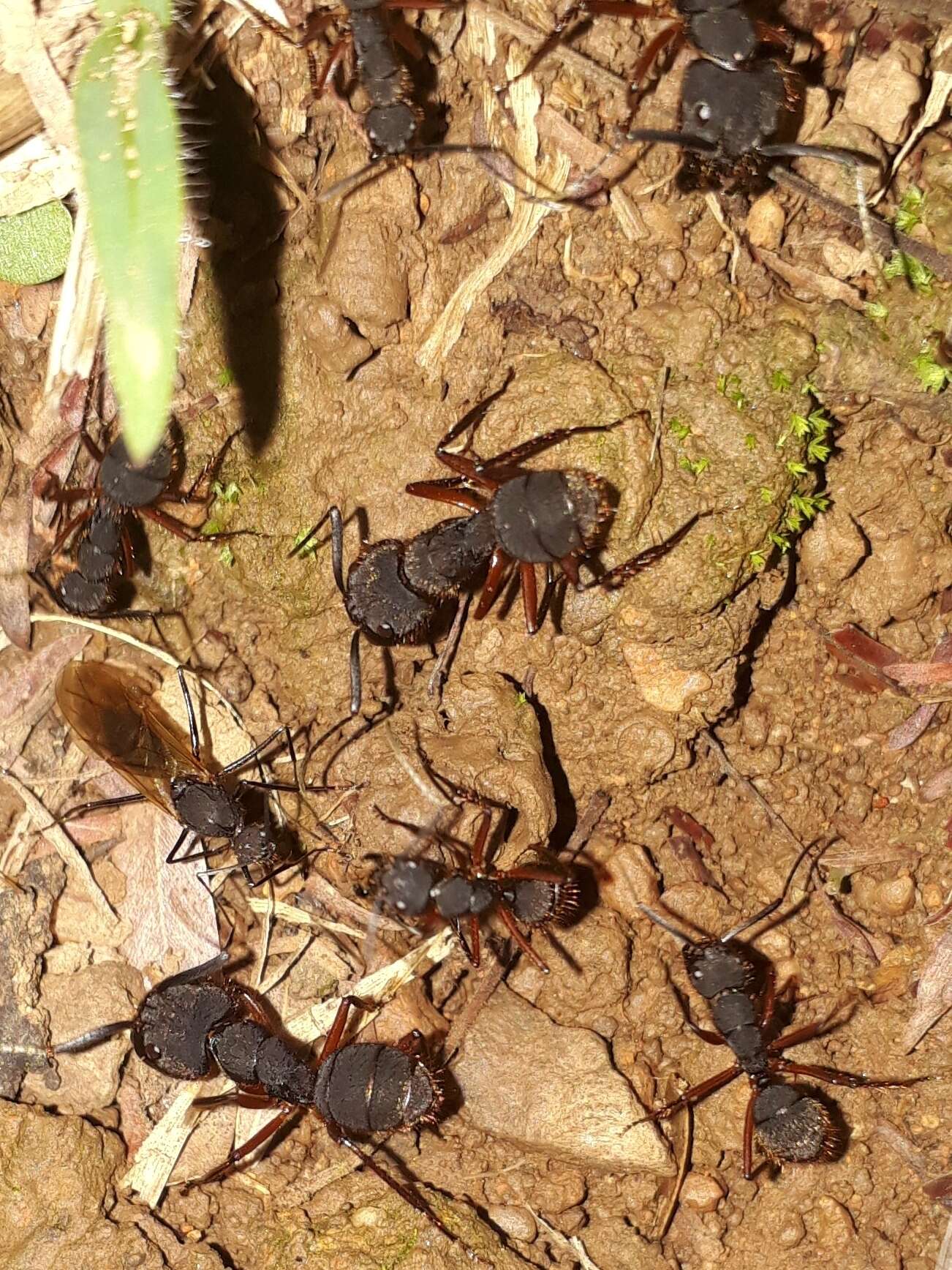 Image of Camponotus rufipes (Fabricius 1775)