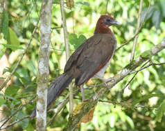 Plancia ëd Ortalis erythroptera Sclater, PL & Salvin 1870