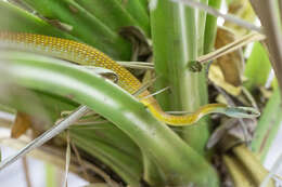 Image de Dendrelaphis punctulatus (Gray 1826)