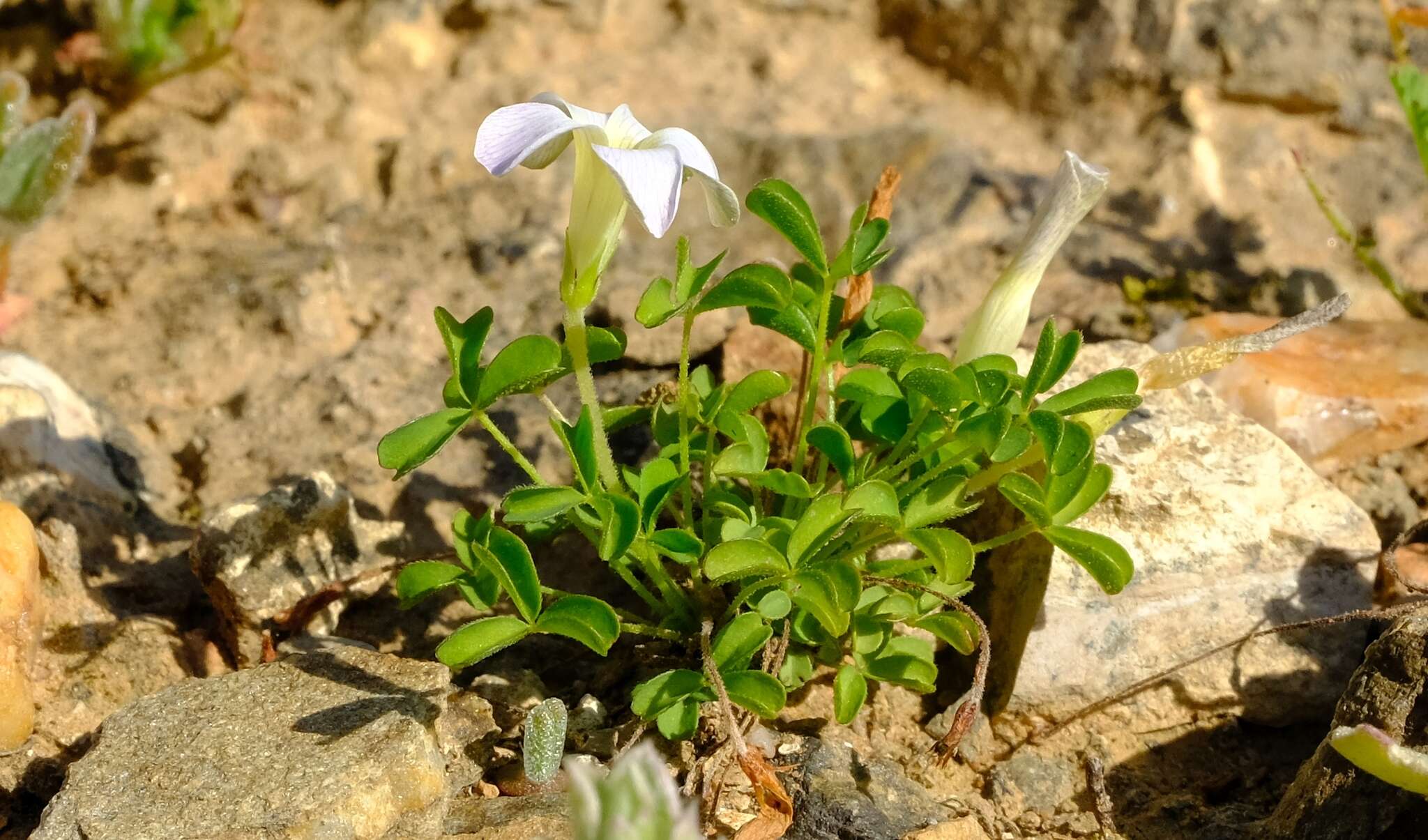 Imagem de Oxalis tenella Jacq.