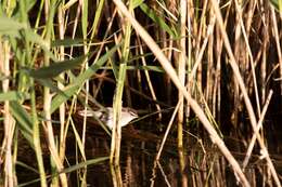 Image of Moustached Warbler