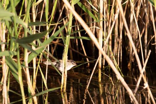 Image of Moustached Warbler