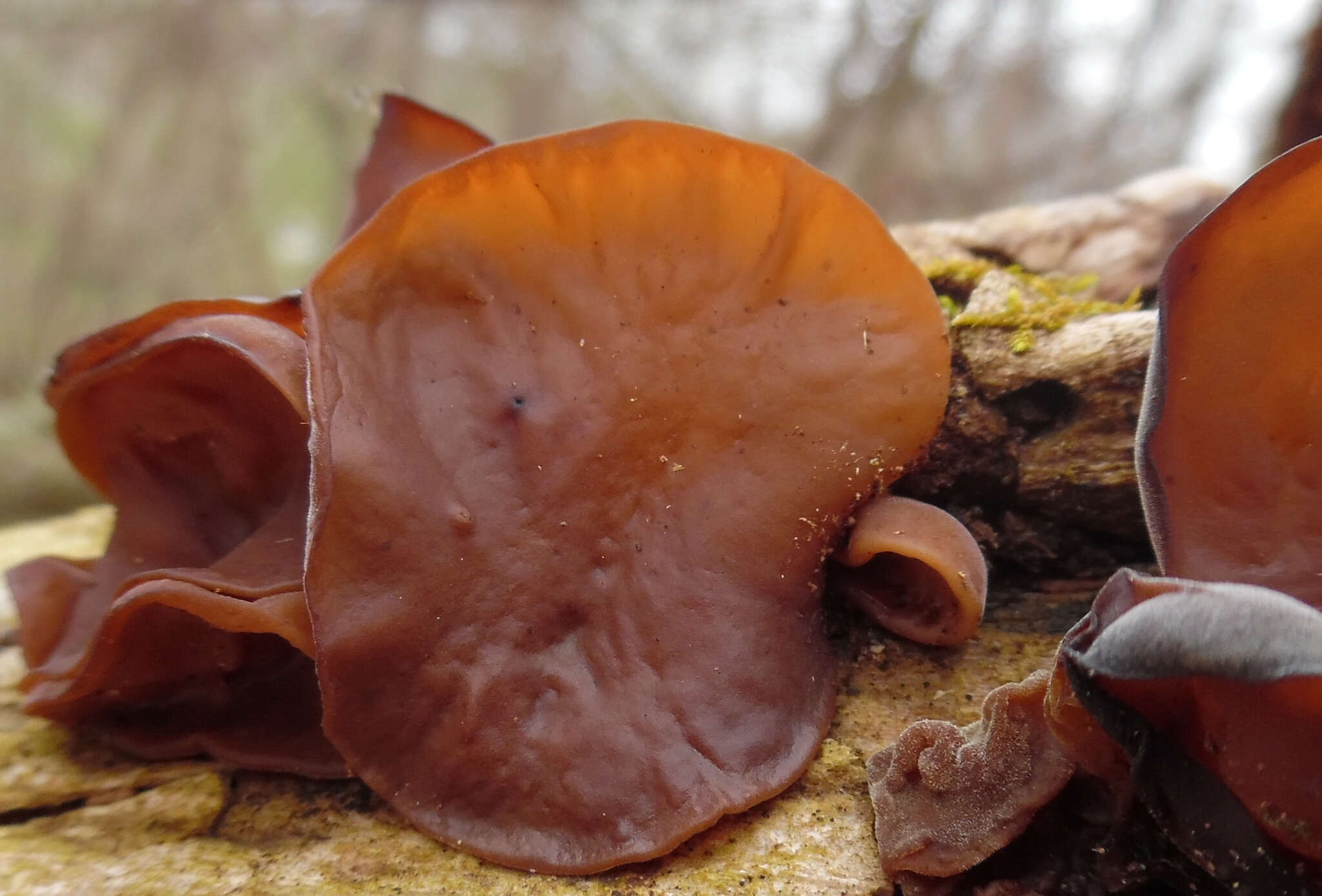 Image of Auricularia americana Parmasto & I. Parmasto ex Audet, Boulet & Sirard 2003