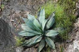 Image of Agave shrevei Gentry