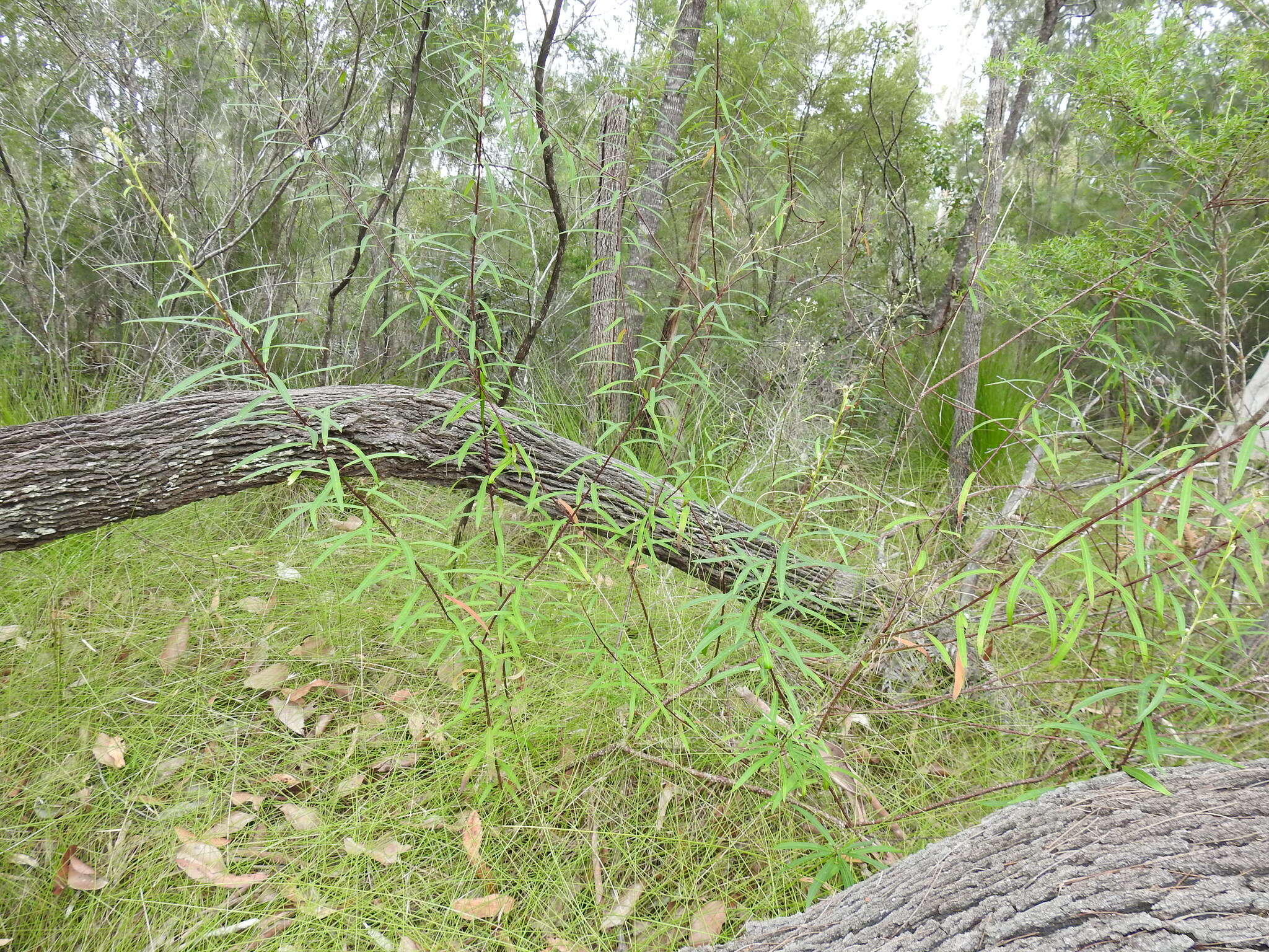 Image of Astrotricha glabra Domin