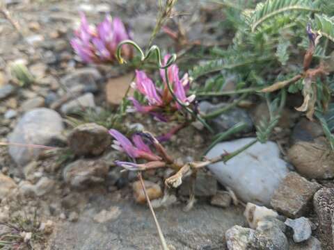 Image of Astragalus physodes subsp. physodes