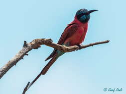 Image of Northern Carmine Bee-eater