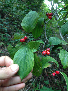 Image of flowering dogwood