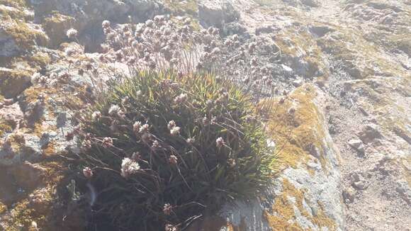 Image of Armeria berlengensis Daveau