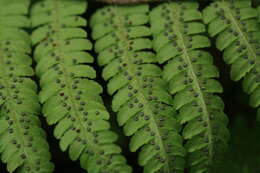 Image of Dryopteris crassirhizoma Nakai