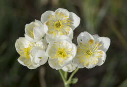 Imagem de Thalictrum tuberosum L.