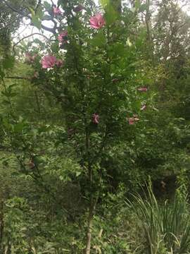 Imagem de Hibiscus syriacus L.