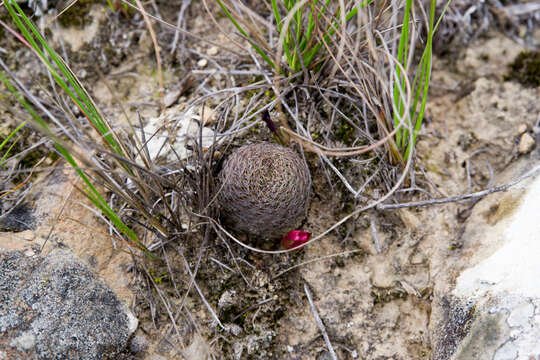 Image of Aylostera heliosa