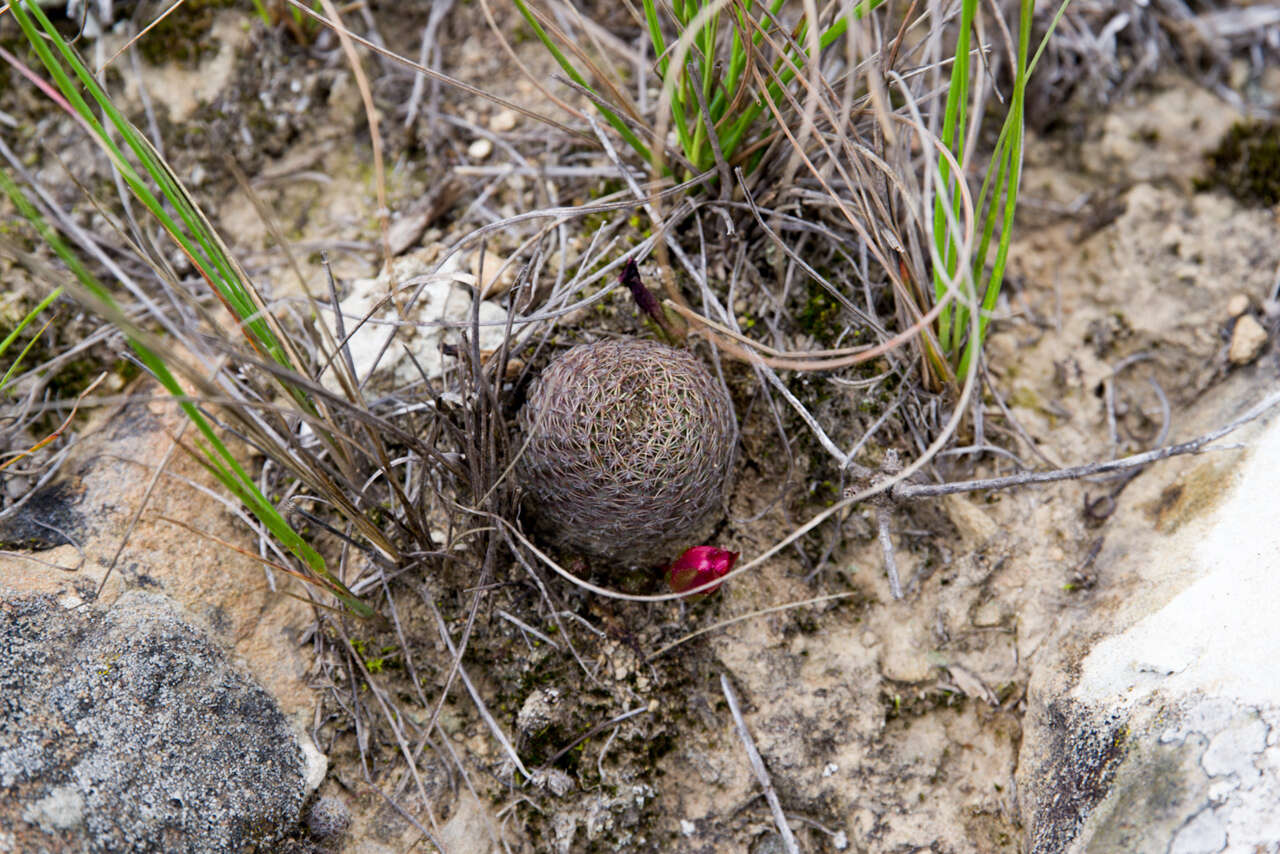 Image of Aylostera heliosa