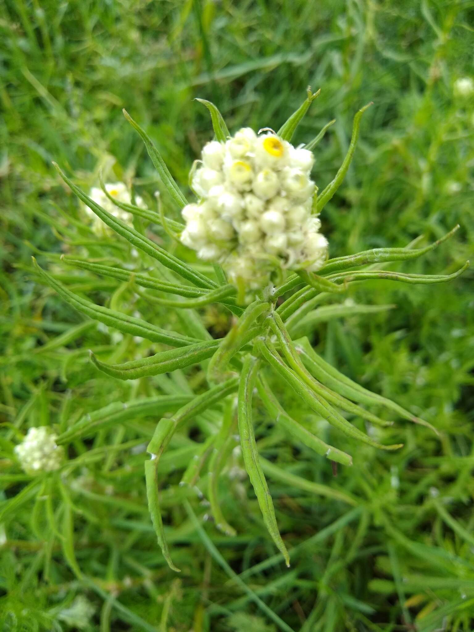 Image of winged cudweed