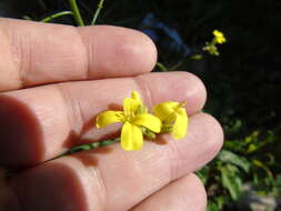 Image of crested wartycabbage