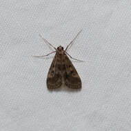 Image of Araeomorpha