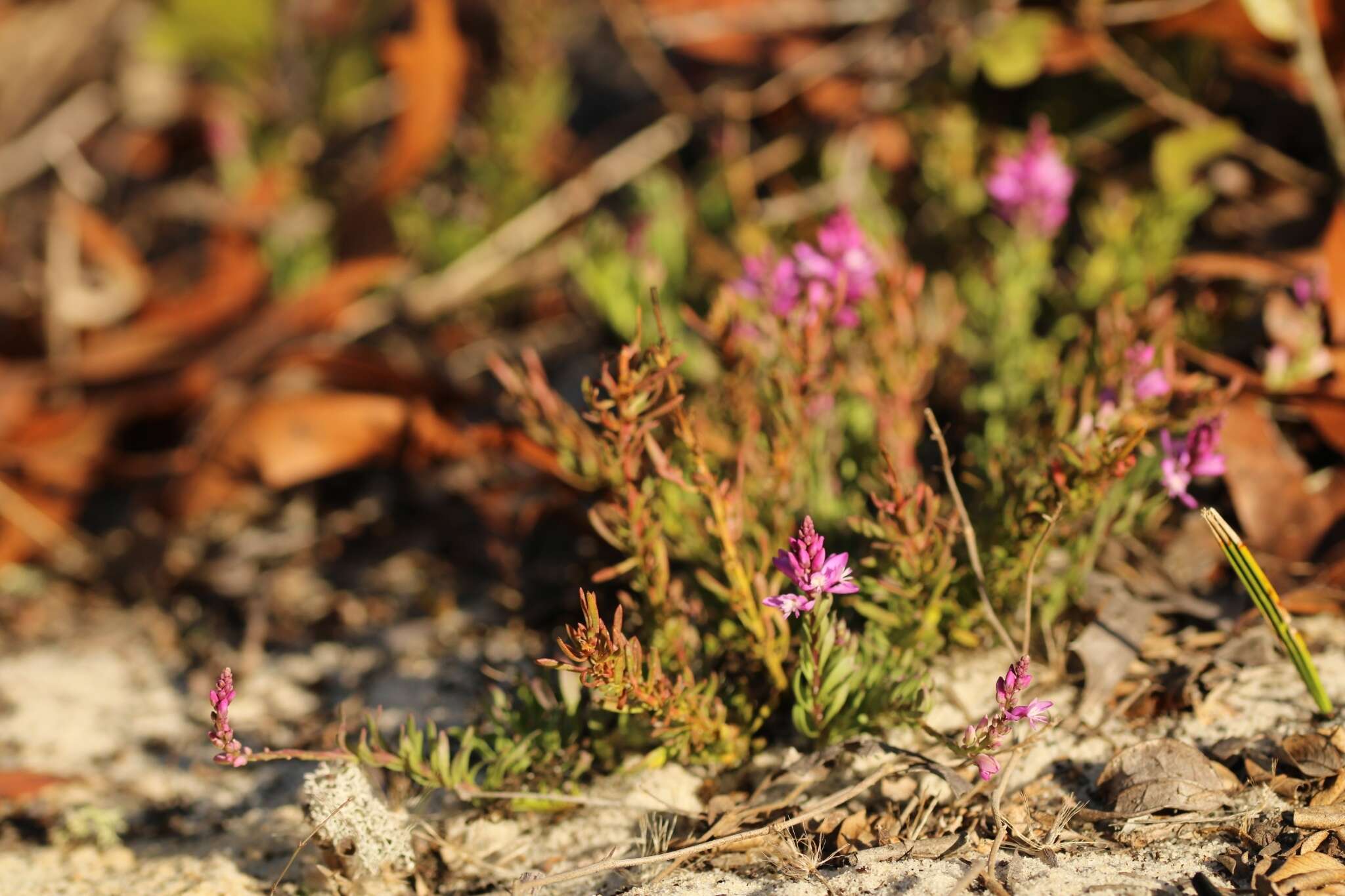 Image of Lewton's milkwort