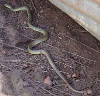 Image of Western yellow-bellied Racer