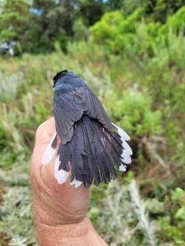 Image of White-tailed Crested Flycatcher