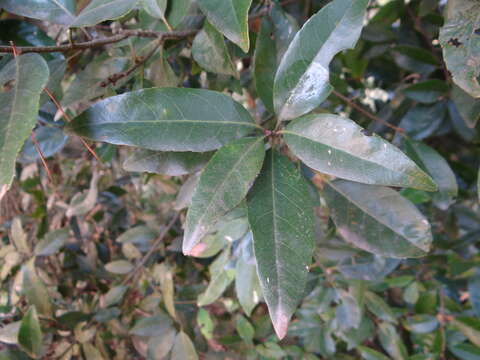 Image of ring-cup oak