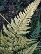 Plancia ëd Dryopteris fuscipes C. Chr.