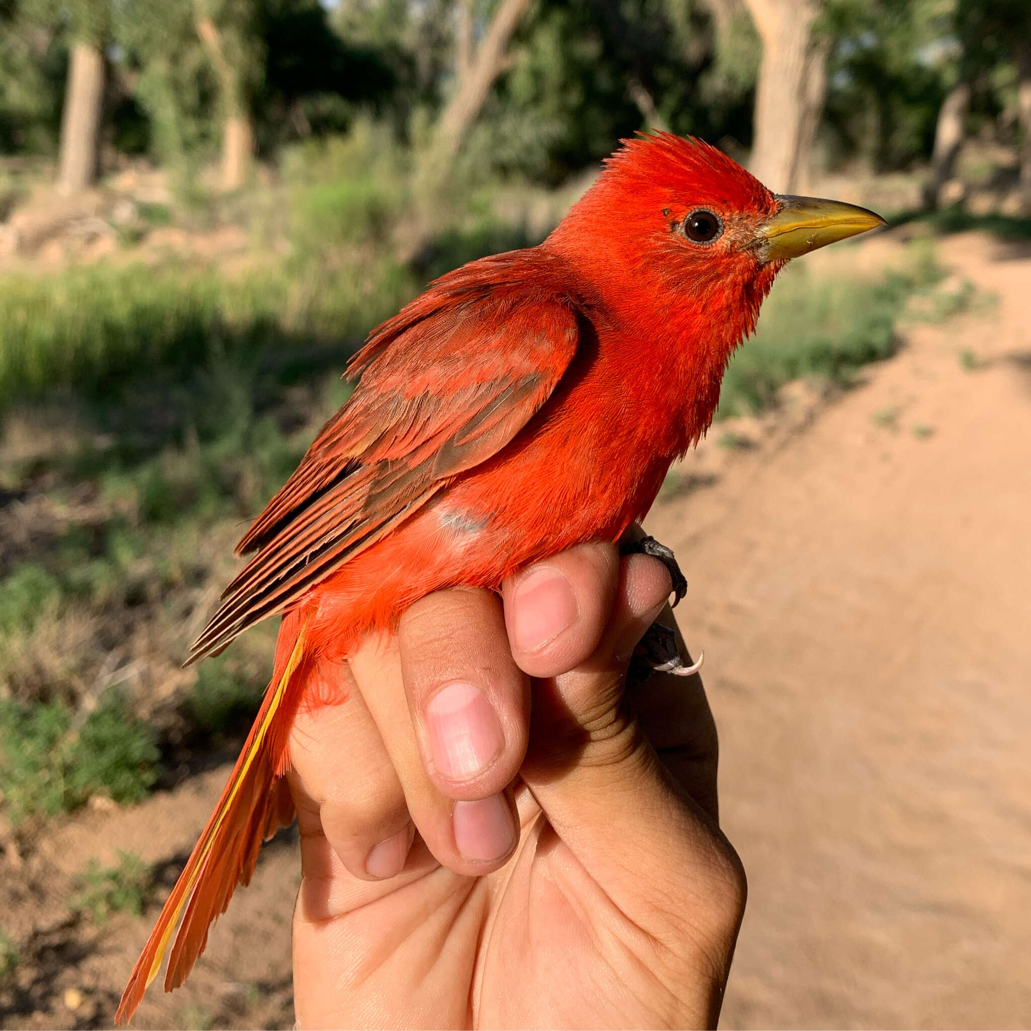 Imagem de Piranga rubra cooperi Ridgway 1869