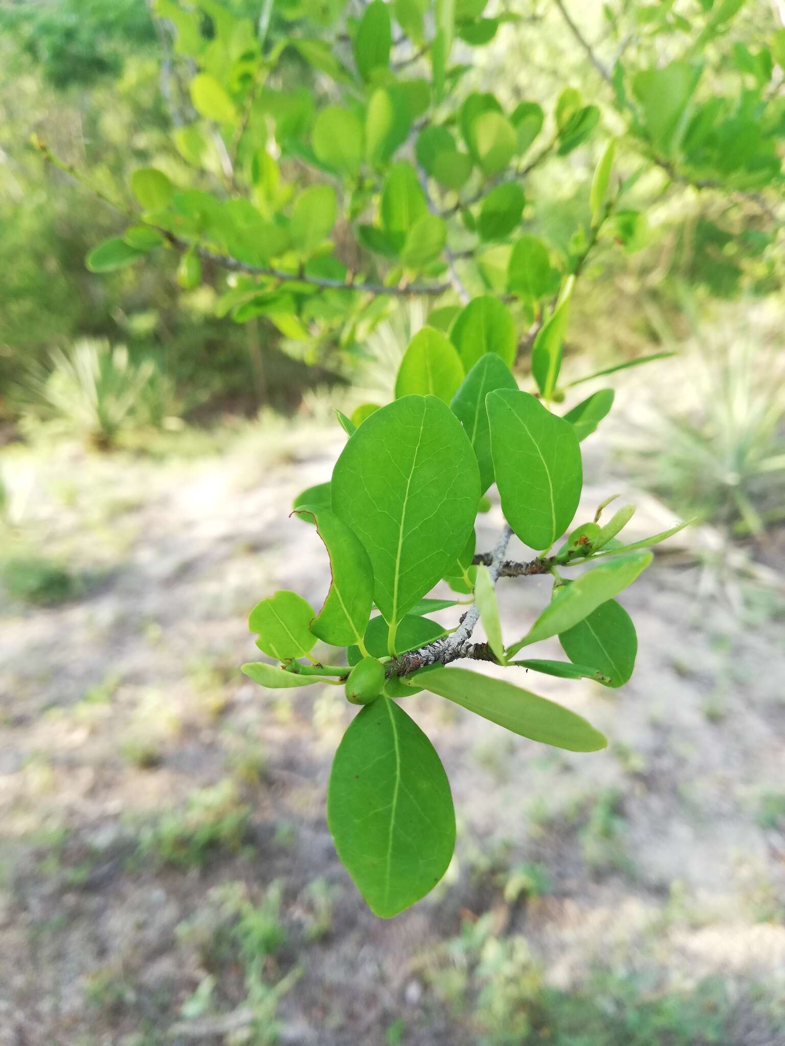 Image of Erythroxylum havanense Jacq.