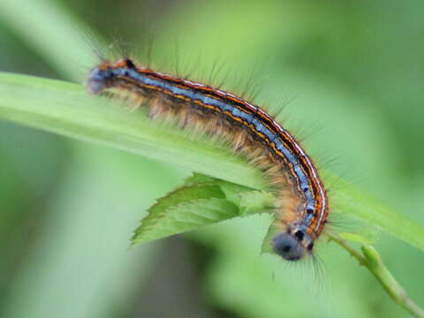 Image of lackey moth