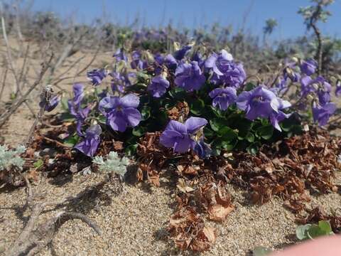 Слика од Viola grayi Franch. & Sav.