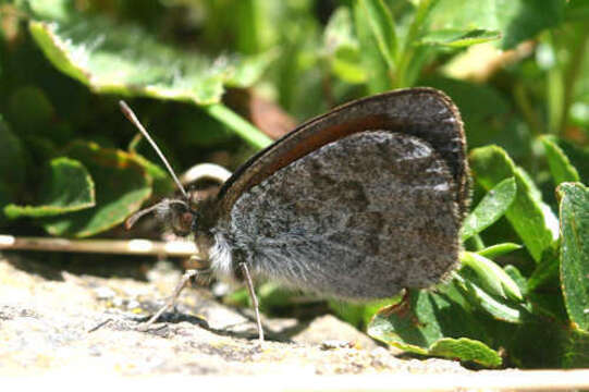 Image of De Lesse’s Brassy Ringlet