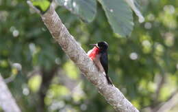 Image of Puerto Rican Woodpecker