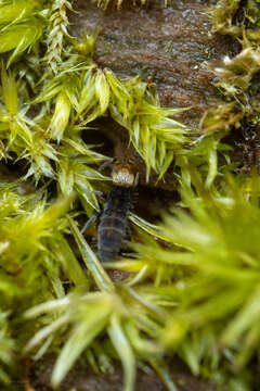 Imagem de Orchesella carneiceps Packard & AS 1873