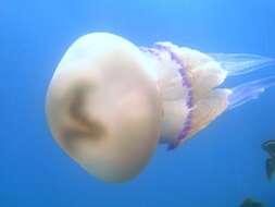 Image of barrel jellyfish