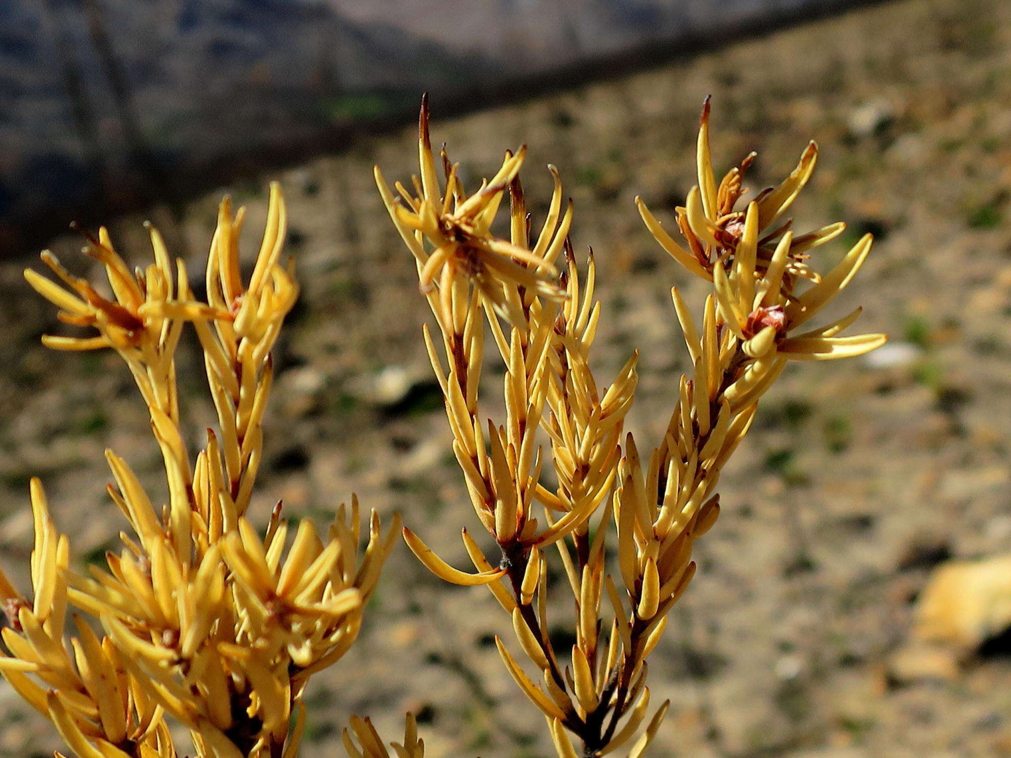 Image of Leucadendron olens I. Williams