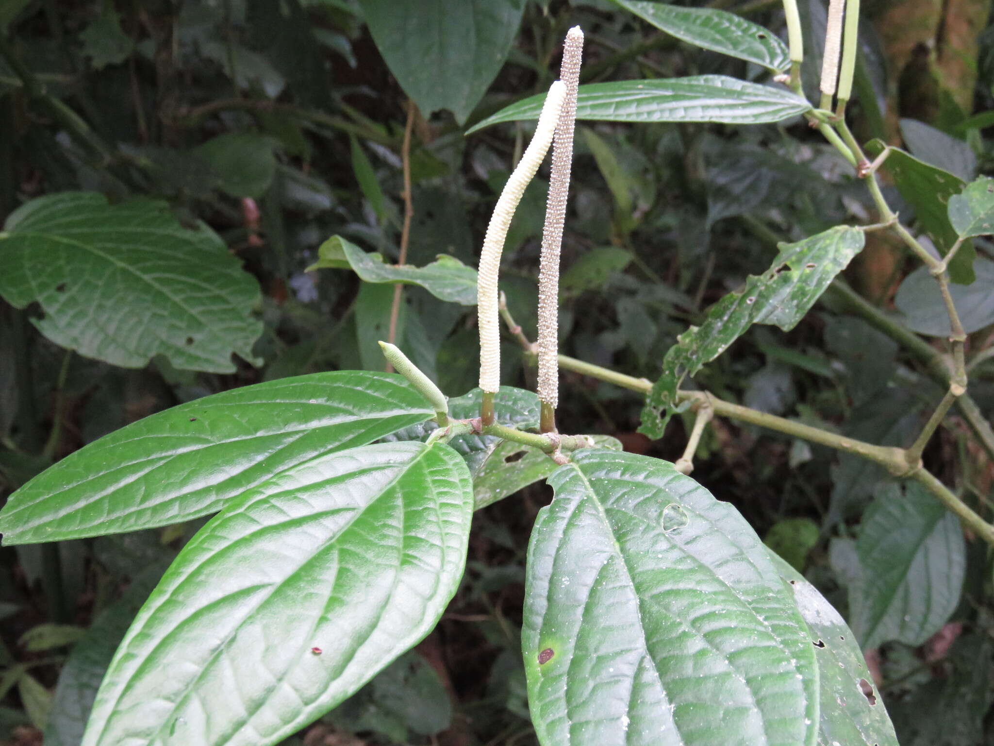 Image of Caracas pepper