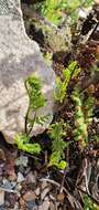 Cheilanthes multifida subsp. multifida resmi