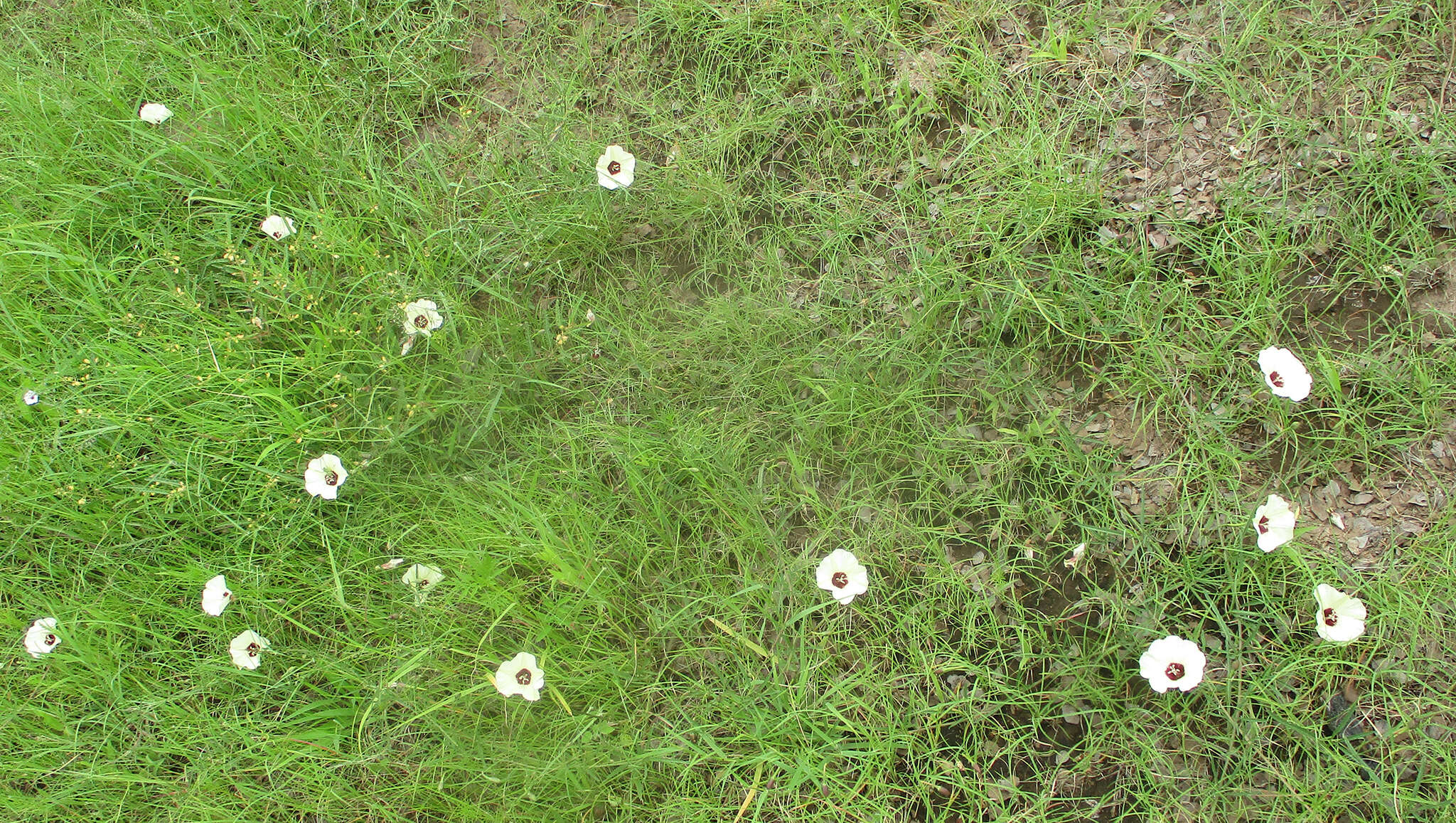 Image of Morning-glory