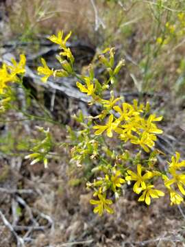 Image of tapertip hawksbeard